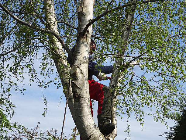 Tree and Shrub Care in Dash Point, WA